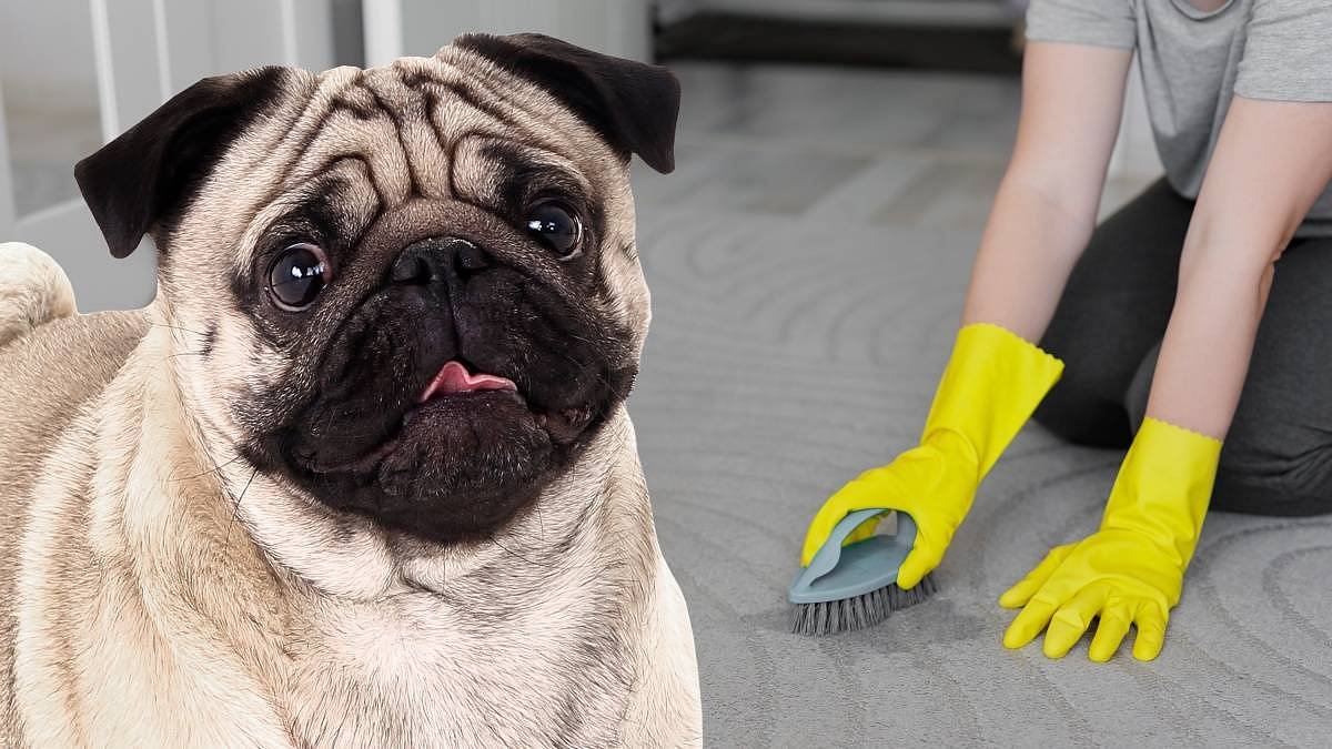 7 odori che rivelano una casa trascurata e come rimediarvi 3 7 odori che rivelano una casa trascurata e come rimediarvi