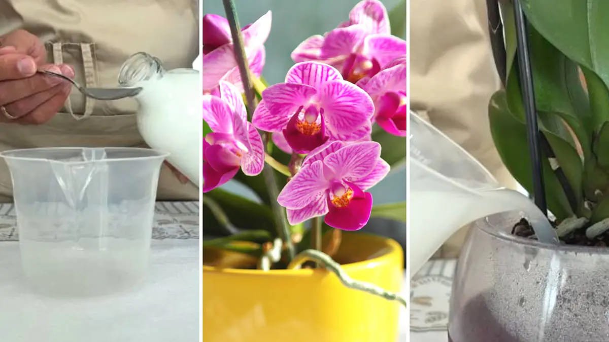 State ancora buttando questo scarto di cucina? Aggiungetelo una volta al mese e le vostre orchidee si riempiranno di fiori