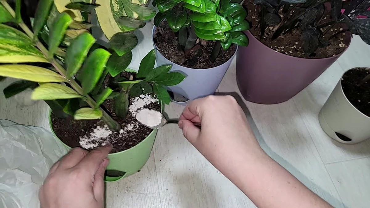 Versatelo nel vaso e mescolatelo al terreno: lo zamioculcas smetterà di ingiallire e produrrà molte nuove foglie anche in inverno