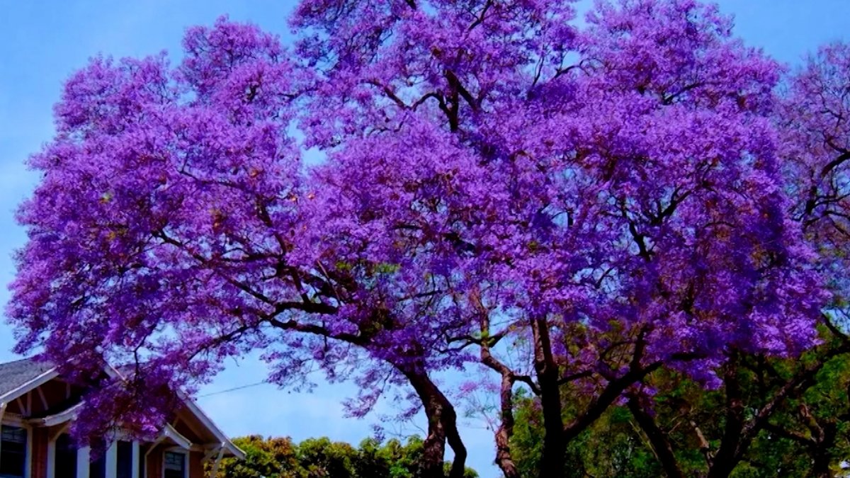 L’albero dei miracoli: cresce a tempo di record e trasforma il giardino in un’oasi anche a 40 °C 2 L’albero dei miracoli: cresce a tempo di record e trasforma il giardino in un’oasi anche a 40 °C