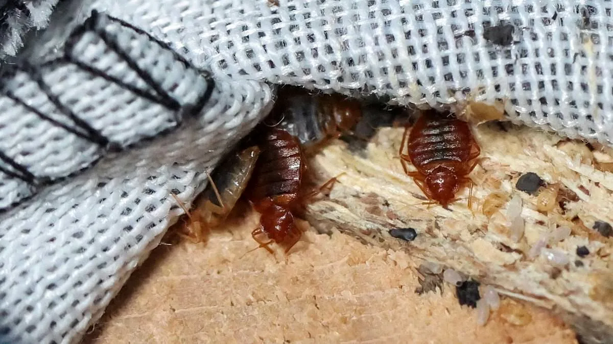 Ce l’hai in camera È un vero magnete per le cimici dei letti