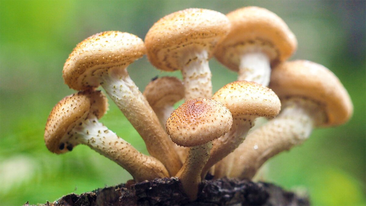 Versate questo sul ceppo e nel giro di poche settimane non ne resterà più traccia