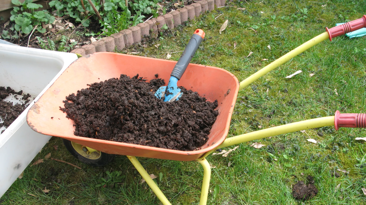 Una tazza sotto l’albero e le ciliegie diventano più grandi delle albicocche e dolci come il miele senza acidità