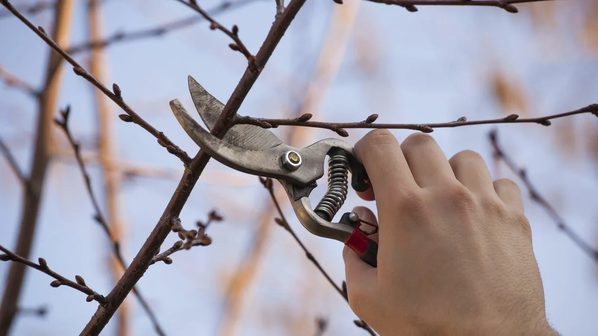 Quattro colture legnose che in gennaio richiedono la potatura in Italia 3 Quattro colture legnose che in gennaio richiedono la potatura in Italia