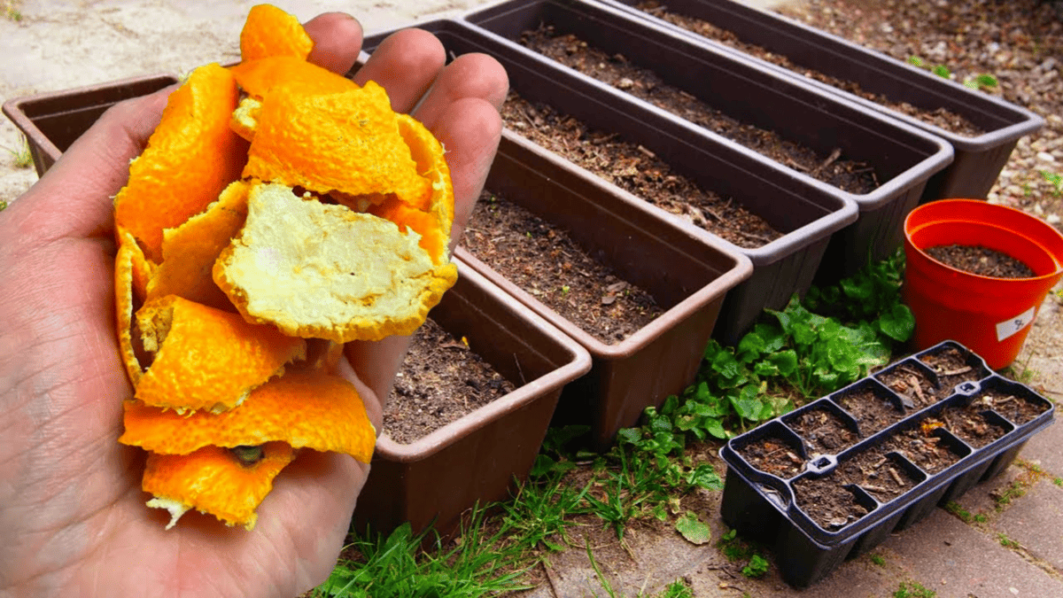 Bucce d’arancia in giardino: il trucco italiano contro gli “ospiti” indesiderati 2 Bucce d’arancia in giardino: il trucco italiano contro gli “ospiti” indesiderati