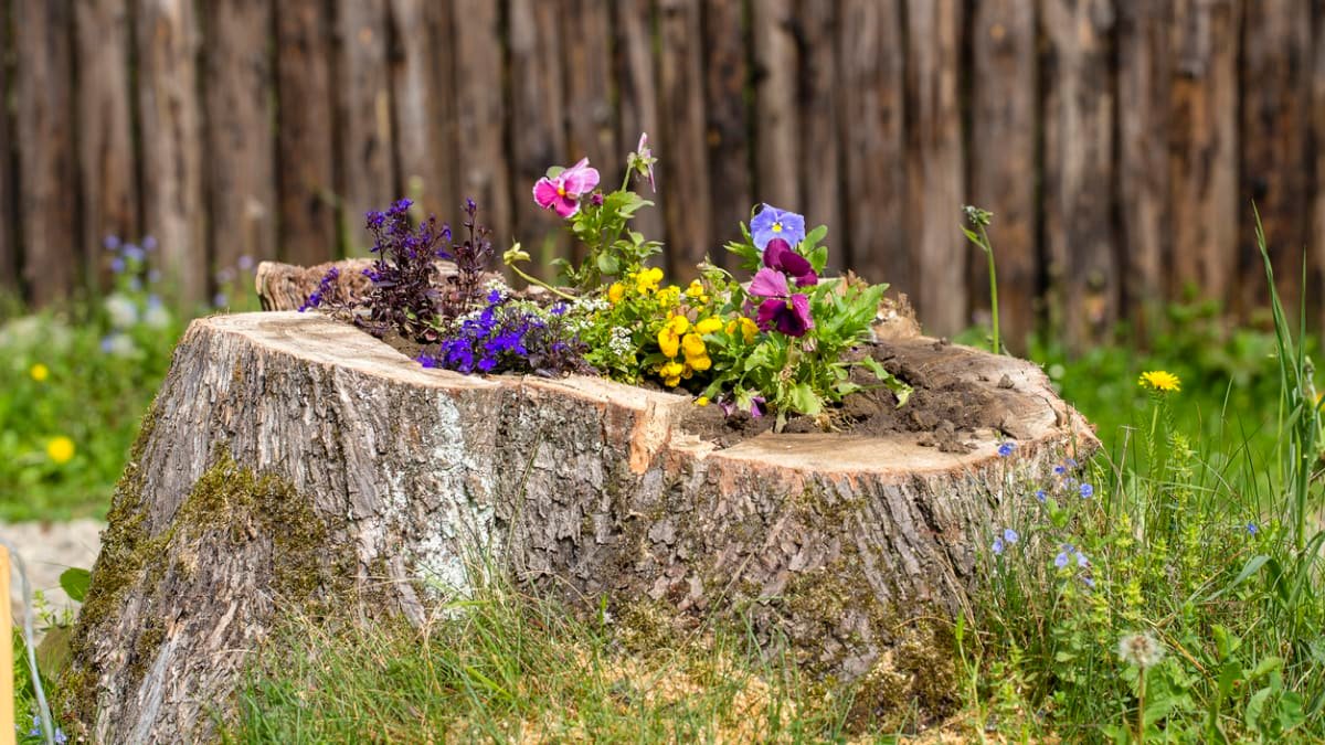 Versate questo sul ceppo e nel giro di poche settimane non ne resterà più traccia