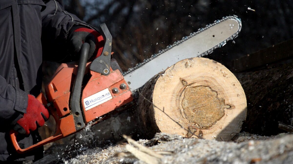 Scalda come il faggio, costa meno e si asciuga più in fretta. Gli italiani sostituiscono sempre più spesso la legna per stufe e camini 2 Scalda come il faggio, costa meno e si asciuga più in fretta. Gli italiani sostituiscono sempre più spesso la legna per stufe e camini