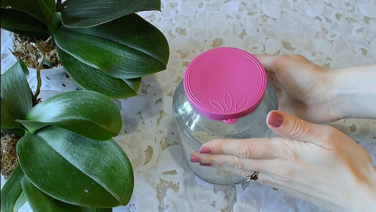 Versate mezzo cucchiaio nel vaso e in 3 settimane l'orchidea si riempirà di boccioli