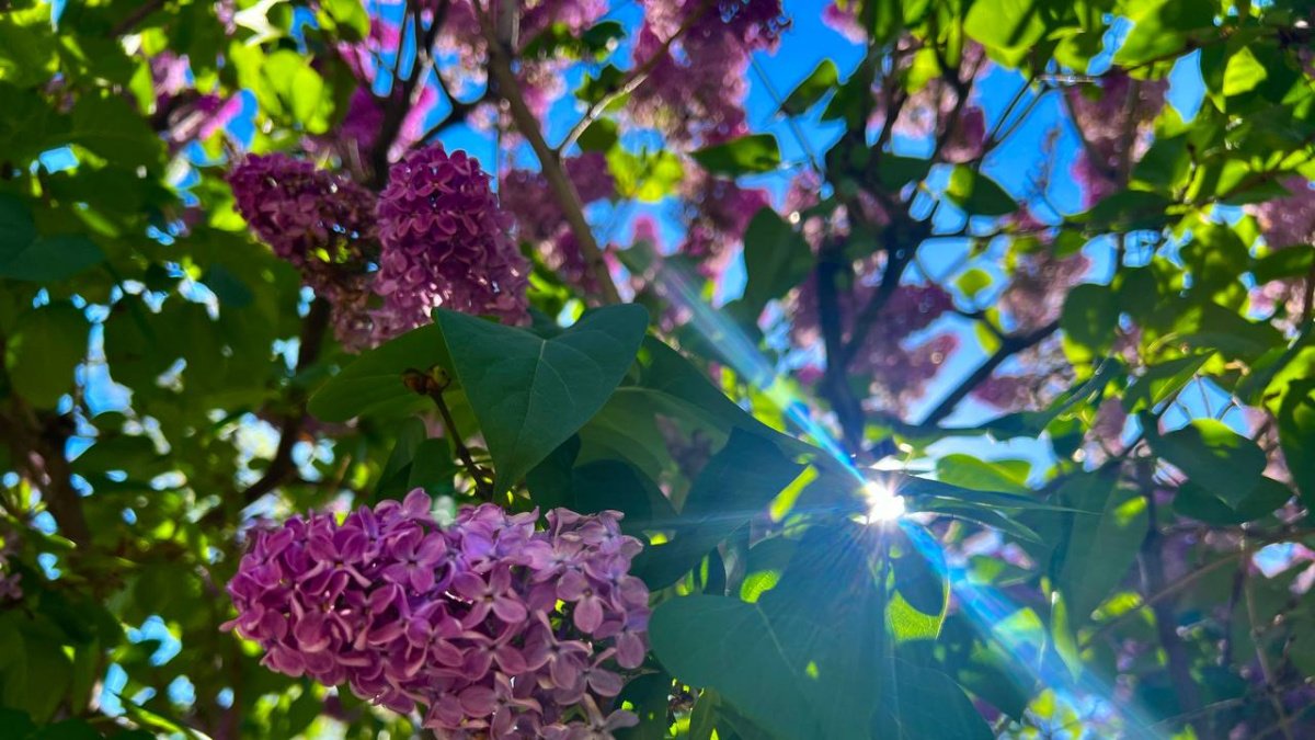 L’albero dei miracoli cresce a tempo di record e trasforma il giardino in un’oasi anche a 40 °C