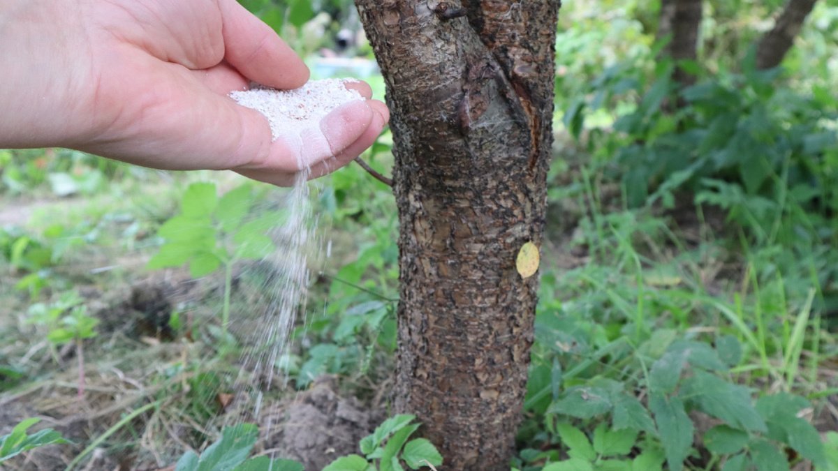 Una tazza sotto l’albero e le ciliegie diventano più grandi delle albicocche e dolci come il miele senza acidità