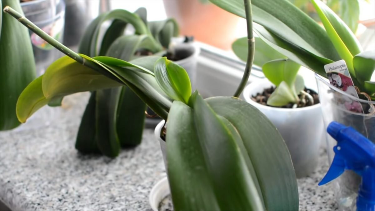 Perché l'orchidea è ferma e non fiorisce