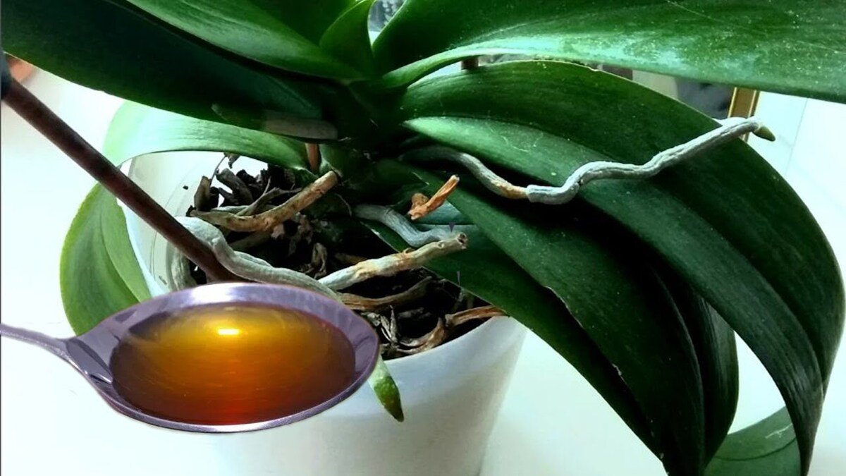 Un’orchidea che non fioriva più: un cucchiaio di ingrediente da cucina sulle radici riattiva la crescita in tempi record