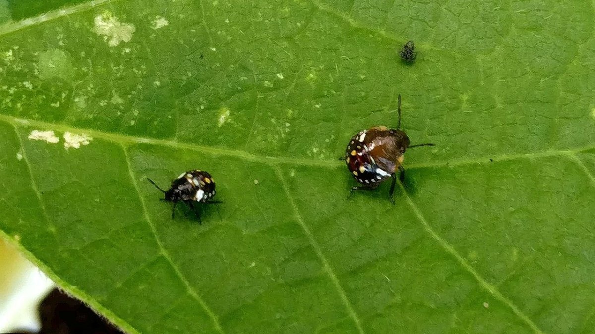 Ce l’hai in camera? È un vero magnete per le cimici dei letti 2 Ce l’hai in camera? È un vero magnete per le cimici dei letti