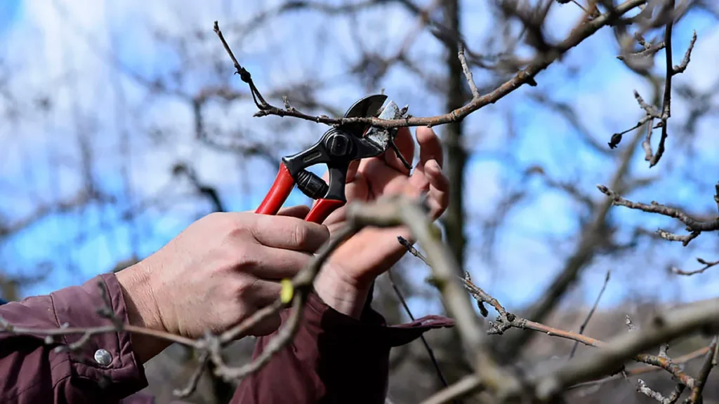 Quattro colture legnose che in gennaio richiedono la potatura in Italia