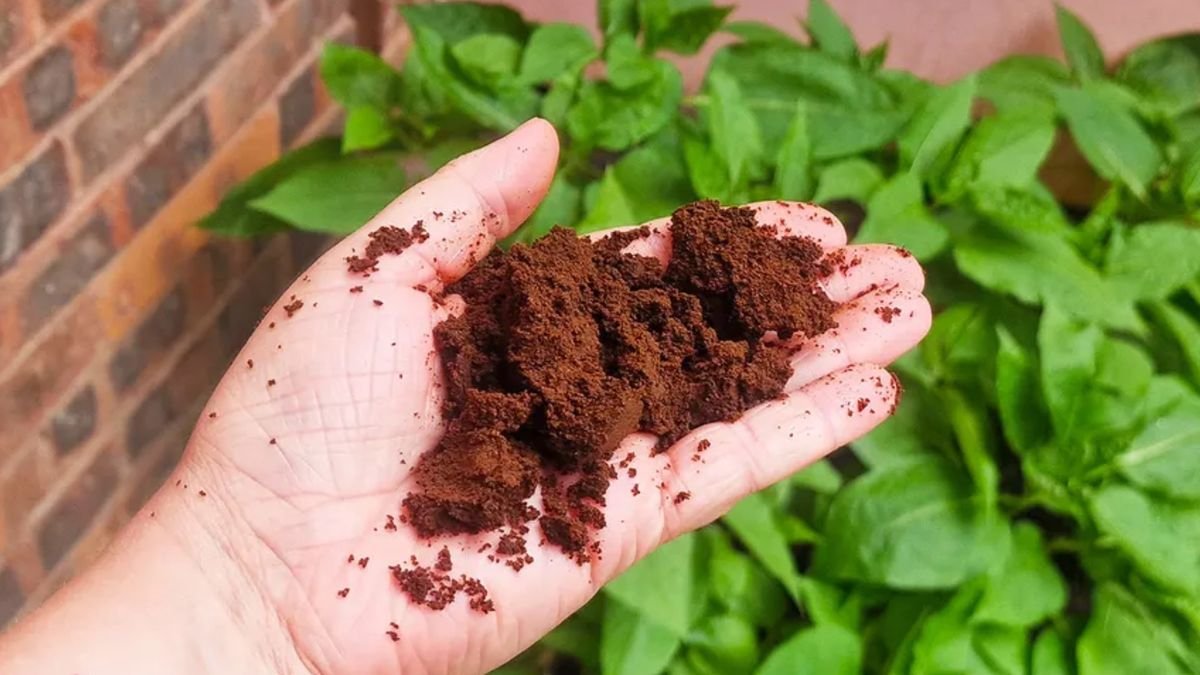 Basta un cucchiaio: perché sempre più spesso i fondi di caffè vengono versati nel water 2 Basta un cucchiaio: perché sempre più spesso i fondi di caffè vengono versati nel water