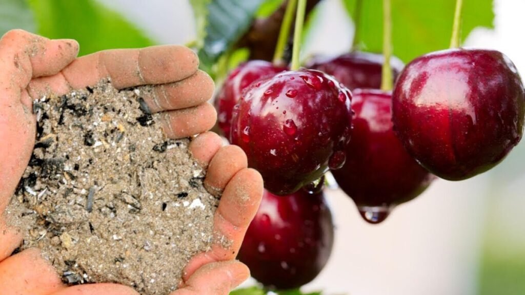 Una tazza sotto l’albero e le ciliegie diventano più grandi delle albicocche e dolci come il miele senza acidità