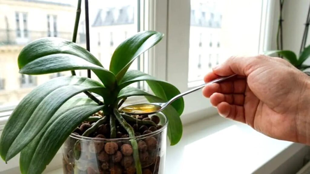 Un’orchidea che non fioriva più un cucchiaio di ingrediente da cucina sulle radici riattiva la crescita in tempi record