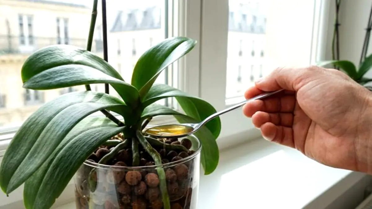 Un’orchidea che non fioriva più un cucchiaio di ingrediente da cucina sulle radici riattiva la crescita in tempi record