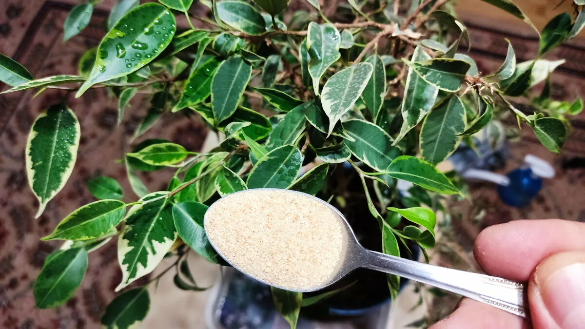 Versate mezzo cucchiaio nel vaso e in 3 settimane l orchidea si riempirà di boccioli.webp