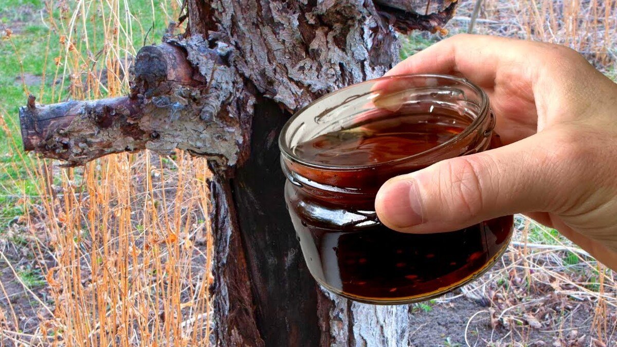 Versate questo sul ceppo e nel giro di poche settimane non ne resterà più traccia