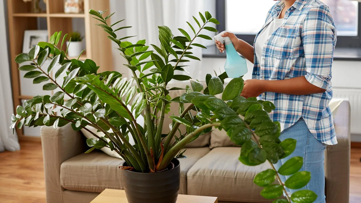 Versatelo nel vaso e mescolatelo al terreno lo zamioculcas smetterà di ingiallire e produrrà molte nuove foglie anche in inverno
