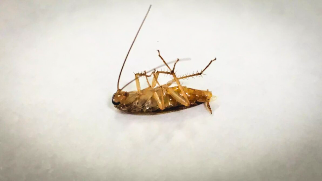 Esperienza personale: non vedo una blatta nel mio appartamento a Milano da due anni, ecco il mio piano d'azione