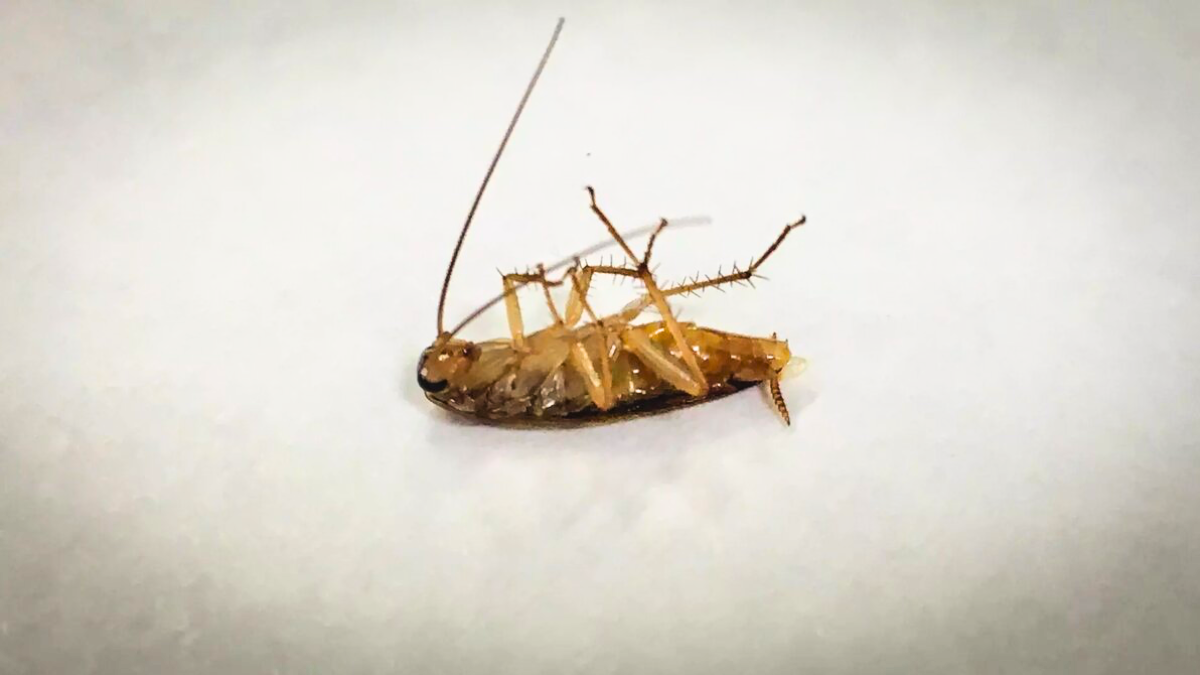 Esperienza personale: non vedo una blatta nel mio appartamento a Milano da due anni, ecco il mio piano d'azione